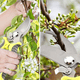 thumbnail image 5 of Podadoras de Mano para jardinería - Soporte para Tijeras de podar de Silicona Impermeable con - Multiusos, 5 of 5