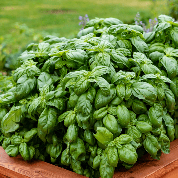 Basil Herb Plant, 9 Inch Tall, Live Culinary Herb for Indoor or Outdoor Gardening