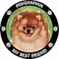 thumbnail image 3 of Pomeranian My Best Friend Magnet, 3 of 3