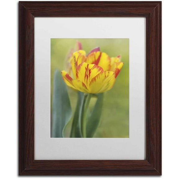 Trademark Fine Art 'Rembrandt Tulip' Canvas Art by Cora Niele, White Matte, Wood Frame