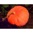 thumbnail image 4 of Giant Jack-O-Lantern Pumpkin Seeds to Grow | 25 Seeds | Big Max Pumpkins, Prized to Make Giant Jack O Lanterns, 4 of 5