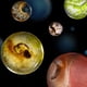 thumbnail image 1 of Mini Microscopio 500X Preescolares Estudio en El para Estudiantes (4 Muestras) Azul, 1 of 7
