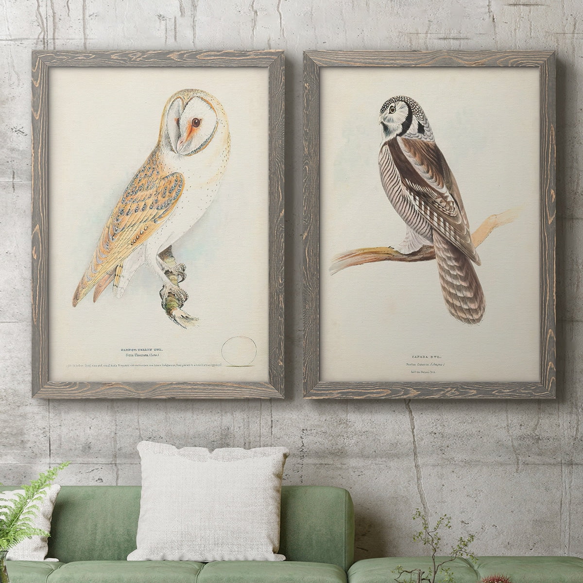 Barn Owl - Premium Framed Canvas 2 Piece Set - Ready to Hang