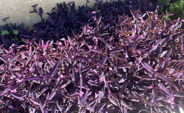 4"-8" Purple Wandering Tradescantia Pallida Purpurea Live Plants, 15 Count