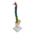 thumbnail image 4 of Spine Model, 45cm Life Size Model with Vertebrae, Nerves, Arteries, Column, and Pelvis, Includes Stand, for Student Biology Class , with Pelvis Standing, 4 of 8