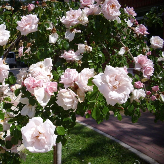 New Dawn Climbing Rose