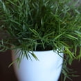 thumbnail image 3 of Realistic Faux Baby Lemon Grass, Potted Plant, Houseplant, Kitchen, Lushly Leafed, White Pot, 6 Inches Diameter x 9.75 Tall, 3 of 5