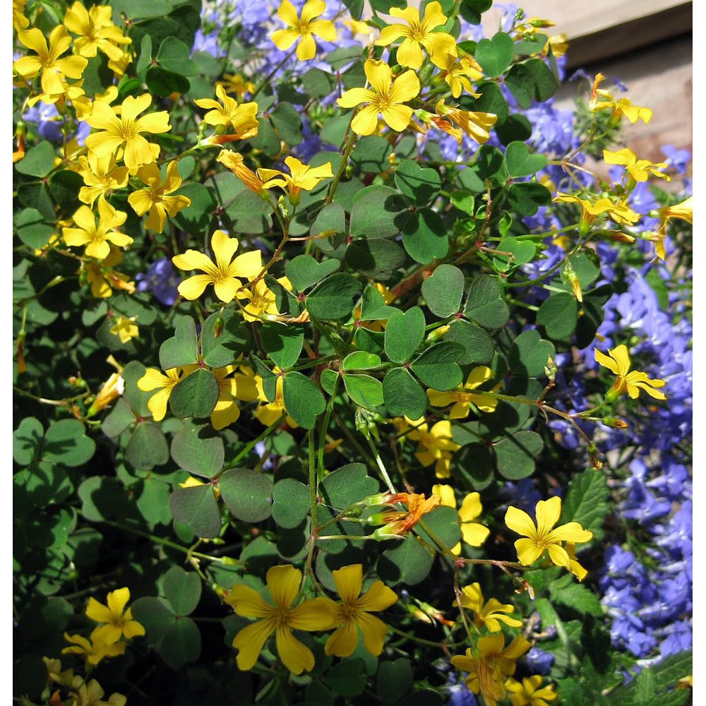 Burgundy Gold Shamrock Oxalis 3&quot; Pot Fairy Garden