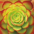 thumbnail image 1 of Image Conscious PDXB2646DSMALL Imprimé d'Affiche Succulente de Feu par Jan Bell&44; 12 x 12 - Petit, 1 of 1