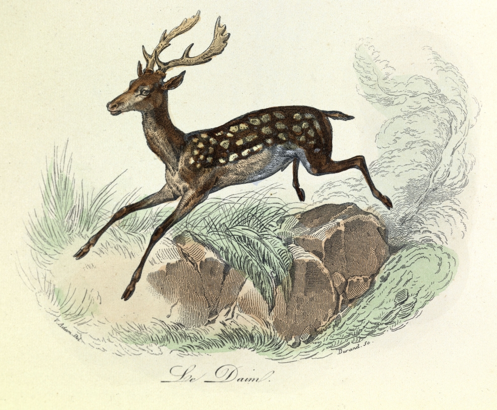 Engraving Poster Print (36 x 24)