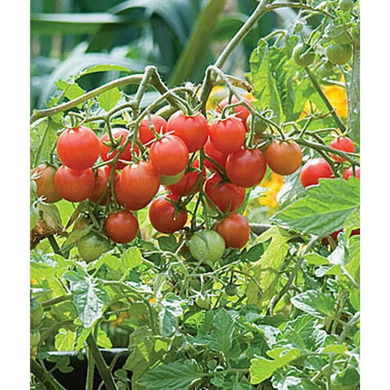 Patio Tomato Plants