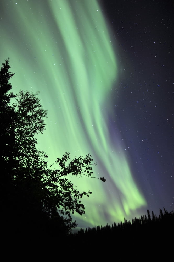 Aurora borealis above the trees Northwest Territories Canada Canvas Art - Jiri HermannStocktrek Images (23 x 35)