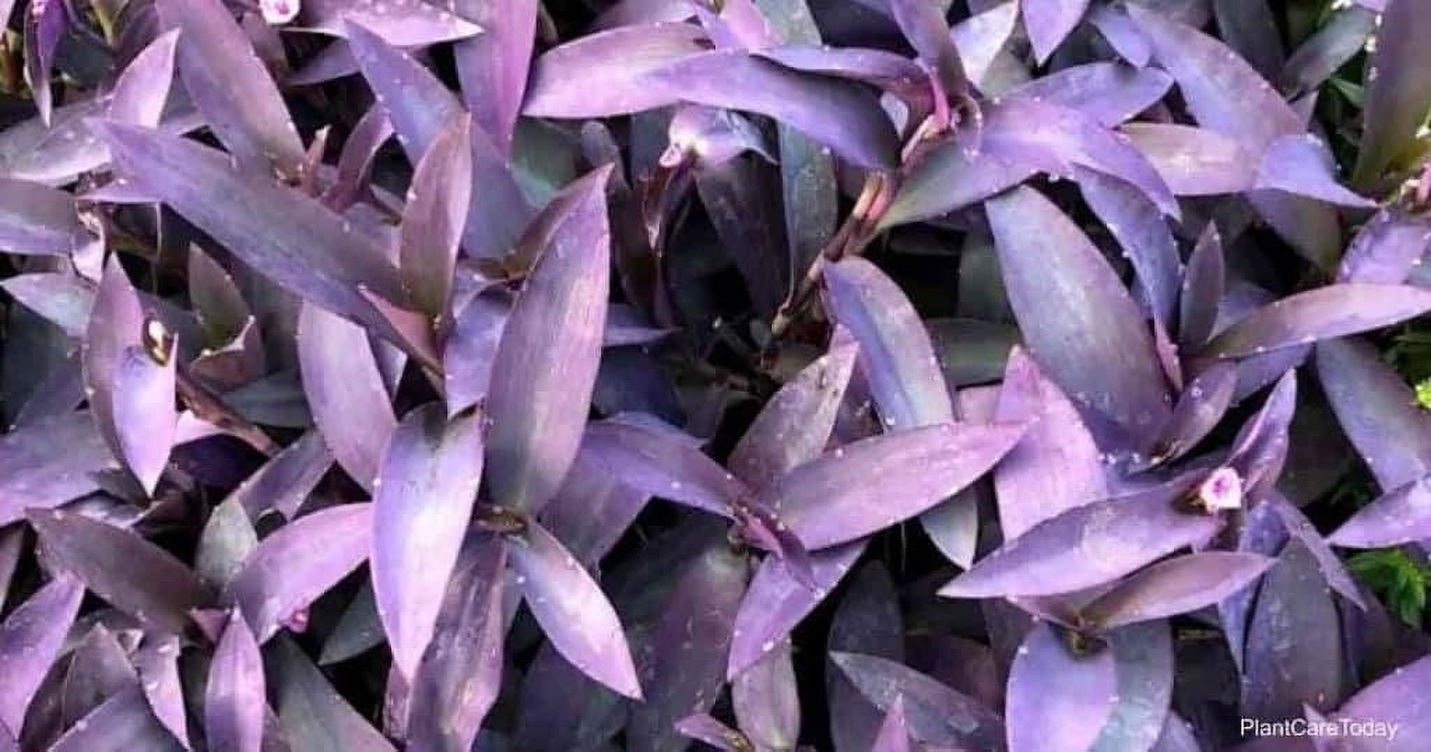 Purple Queen Tradescantia Setcresea I 3 Live Plants I Spiderwort  Lush Magenta Foliage for Striking Garden Contrast, Ideal for Ground Cover, Borders, & Containers