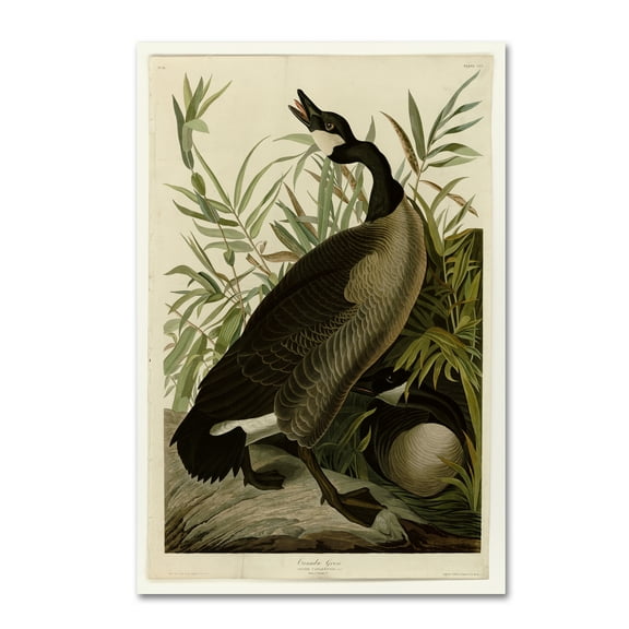Trademark Fine Art 'Canada Gooseplate 201' Canvas Art by Audubon