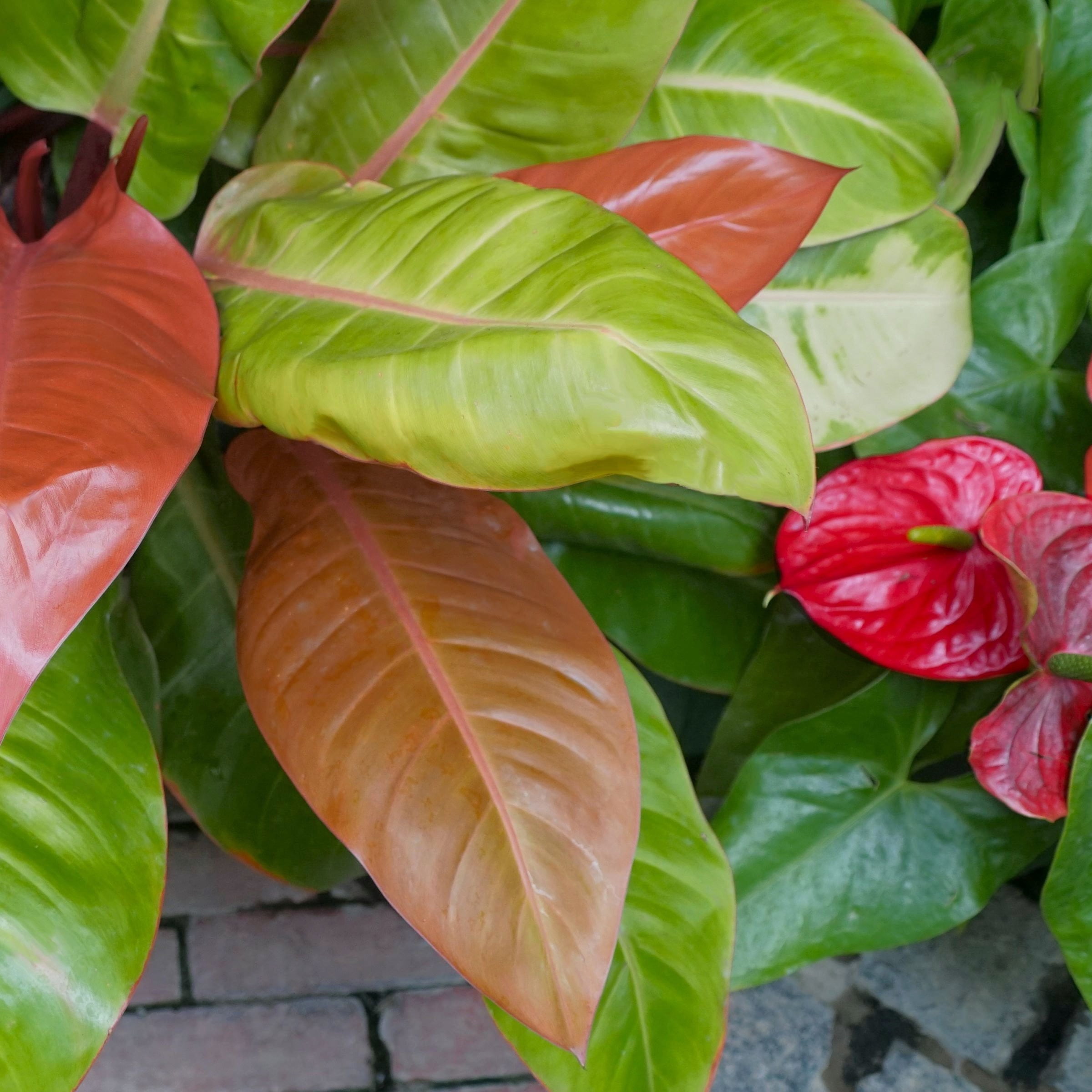 4 in. Philodendron McColley's Finale Plant in Grower Container (3-Pack)