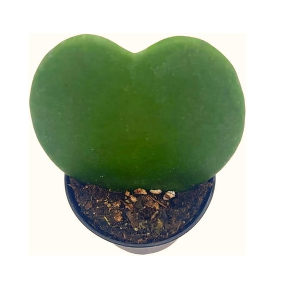BubbleBlooms Rare Green Hoya Kerrii Heart-Shaped Succulent- 2 Inch Pot