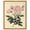 Gold Frame, variant on French Rose Canvas Vintage Botanical by Art Remedy, Black Frame, 24 x 30