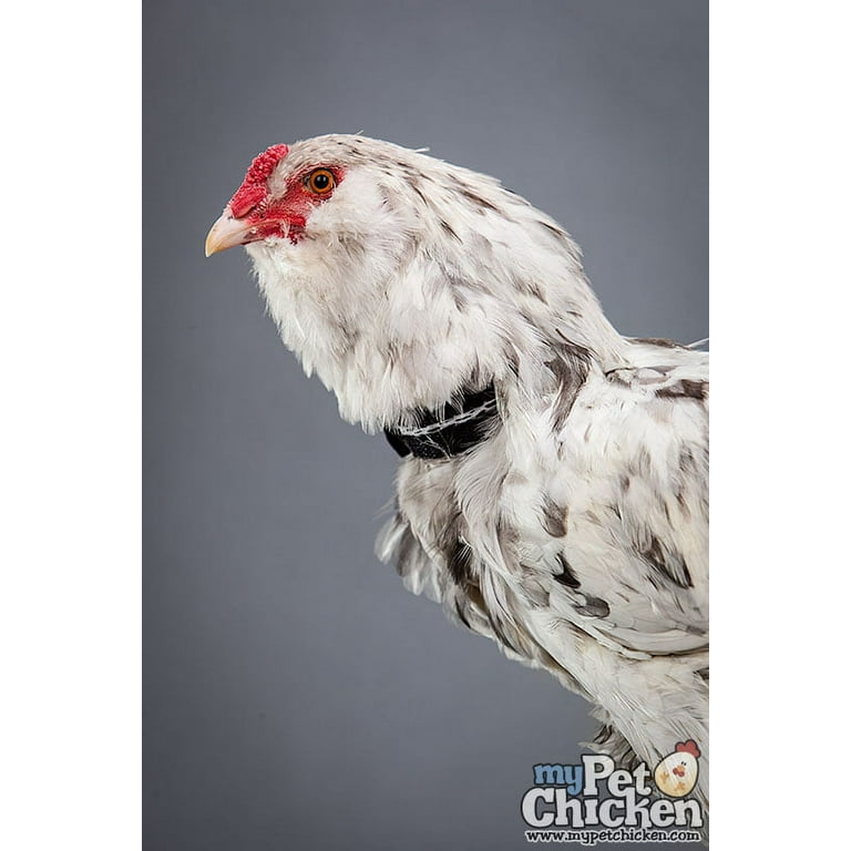 brahma Rooster with crow collar 
