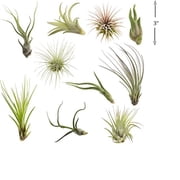 Air Plants Tillandsia Collection of 10 Easy Houseplants for Beginners Small to Medium 1.5-6+