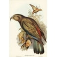 thumbnail image 2 of Gould, John 17x24 Gold Ornate Wood Framed with Double Matting Museum Art Print Titled - Kea Parrot-Nestor notabilis, 2 of 4