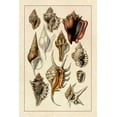 thumbnail image 2 of Sowerby, G.B. 17x24 Gold Ornate Wood Framed with Double Matting Museum Art Print Titled - Shells: Trachelipoda #5, 2 of 4
