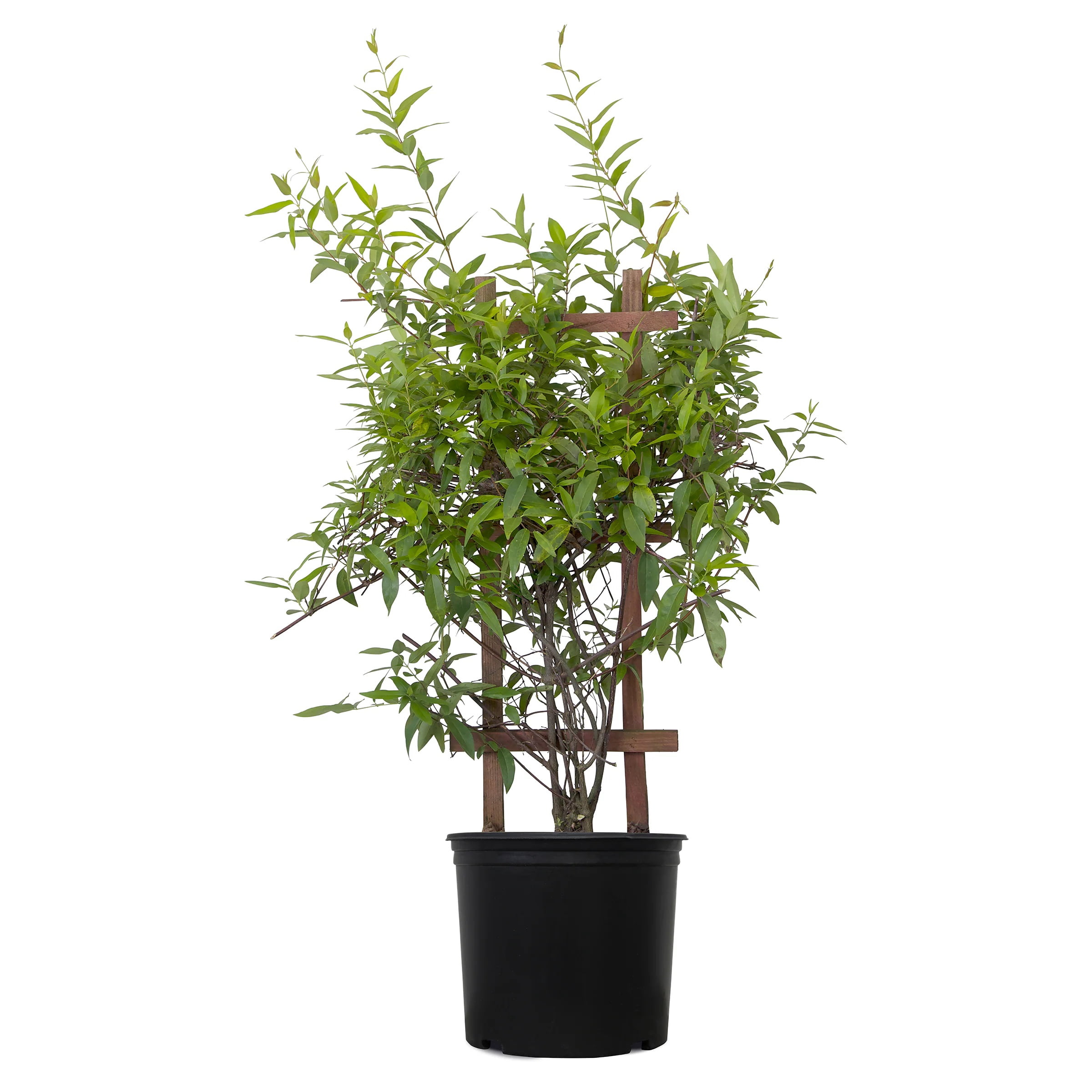 Expert Gardener Carolina Jessamine (2.5 Gallon) Semi-Evergreen Blooming Vine with Yellow Flowers - Full Sun to Part Sun Live Outdoor Plant