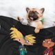 thumbnail image 3 of Manta para perros Hey Arnold, manta suave y cálida, mantas para perros para niñas y niños, manta para mascotas, manta de terciopelo de doble cara para mascotas, 3 of 8