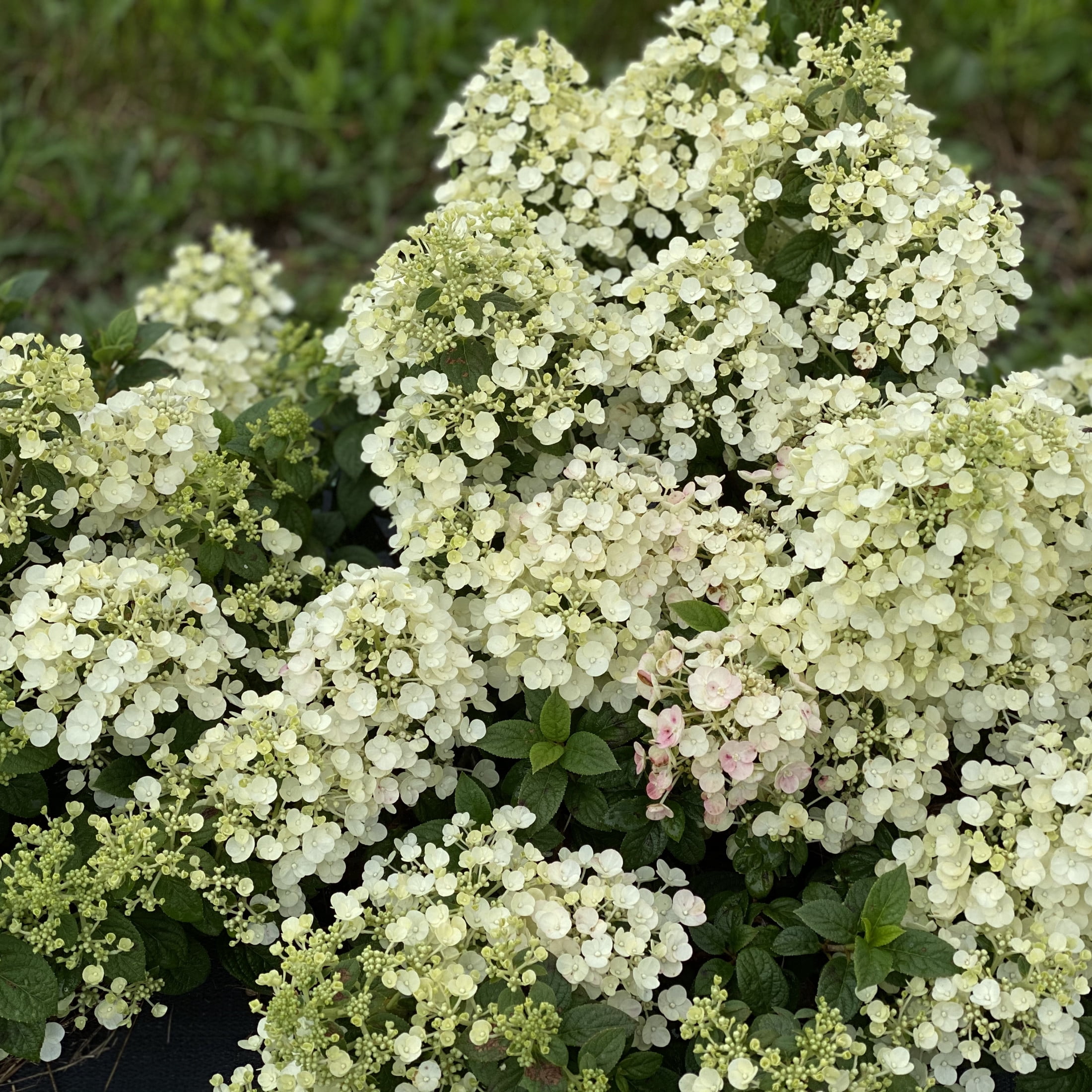 Proven Winners ColorChoice 5" White Tiny Quick Fire Panicle Hydrangea Live Plant in 4.5" Pot (4 Count)