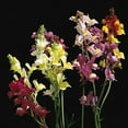 thumbnail image 1 of Spurred Snapdragon Linaria Flower Garden Seeds - 1 g Packet ~900 Seeds - Annual Wildflower Gardening Seeds - Linaria maroccana, 1 of 2