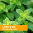 thumbnail image 3 of Extracto líquido de bálsamo de limón Herb Pharm, 30 ml, sin alcohol, 3 of 9