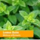 thumbnail image 3 of Extracto líquido de bálsamo de limón Herb Pharm, 30 ml, sin alcohol, 3 of 9