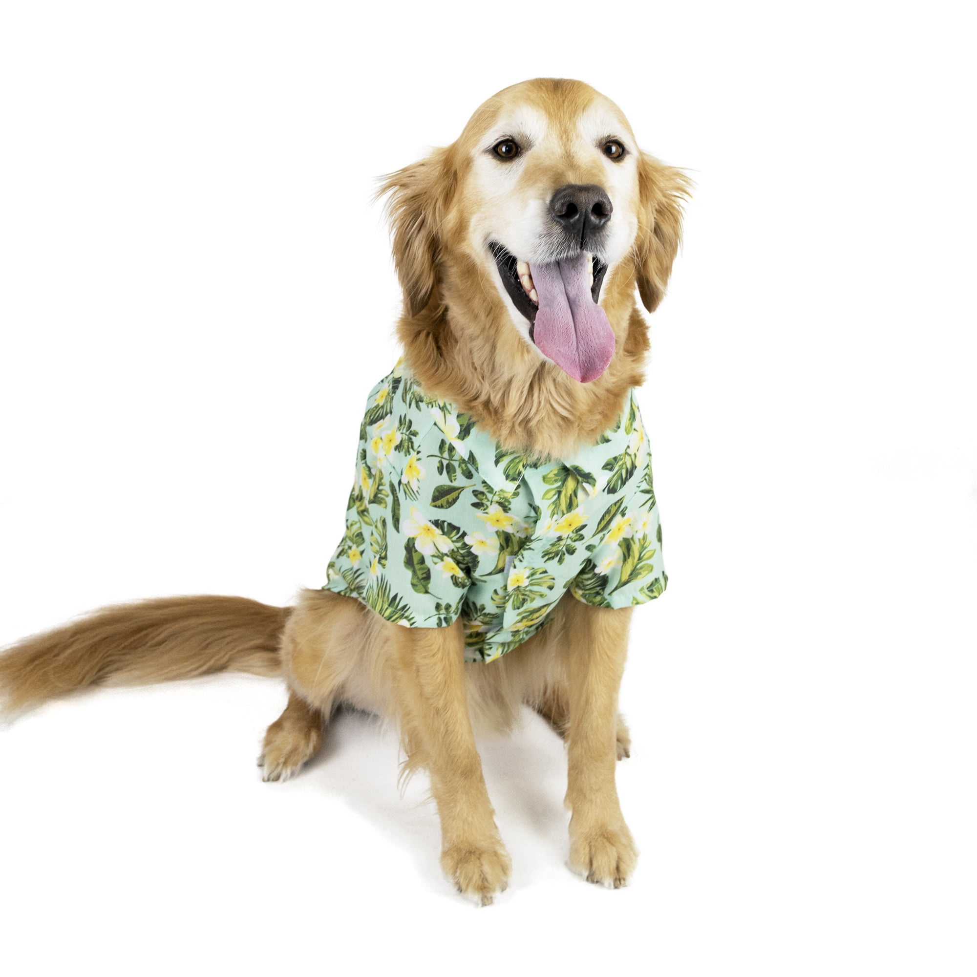 vibrant life dog treats