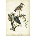thumbnail image 2 of Audubon, John James 23x32 White Modern Wood Framed Museum Art Print Titled - Night Heron, 2 of 4