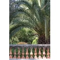 thumbnail image 2 of Rita Crane 18x24 Gallery Wrapped Canvas Wall Art Titled - Palace Garden Palms II, 2 of 4