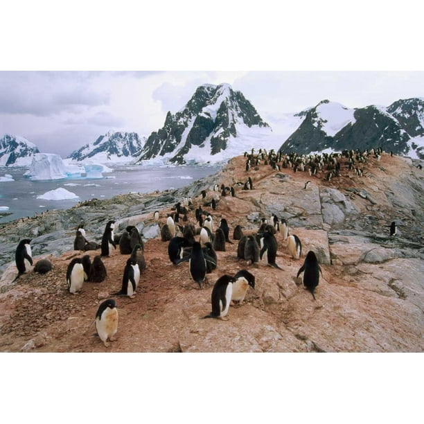 Adelie Penguin rookery Petermann Island Antarctic  