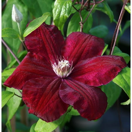 Clematis Red Cardinal Vine - Velvety Crimson Flowers - 2.5