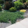 thumbnail image 5 of Bar Harbor Juniper  5 Live 4 Inch Pots  Juniperus horizontalis 'Bar Harbor'  Perfect Lush Ground Cover & Landscape Accent  Drought Resistant & Low Maintenance, 5 of 9