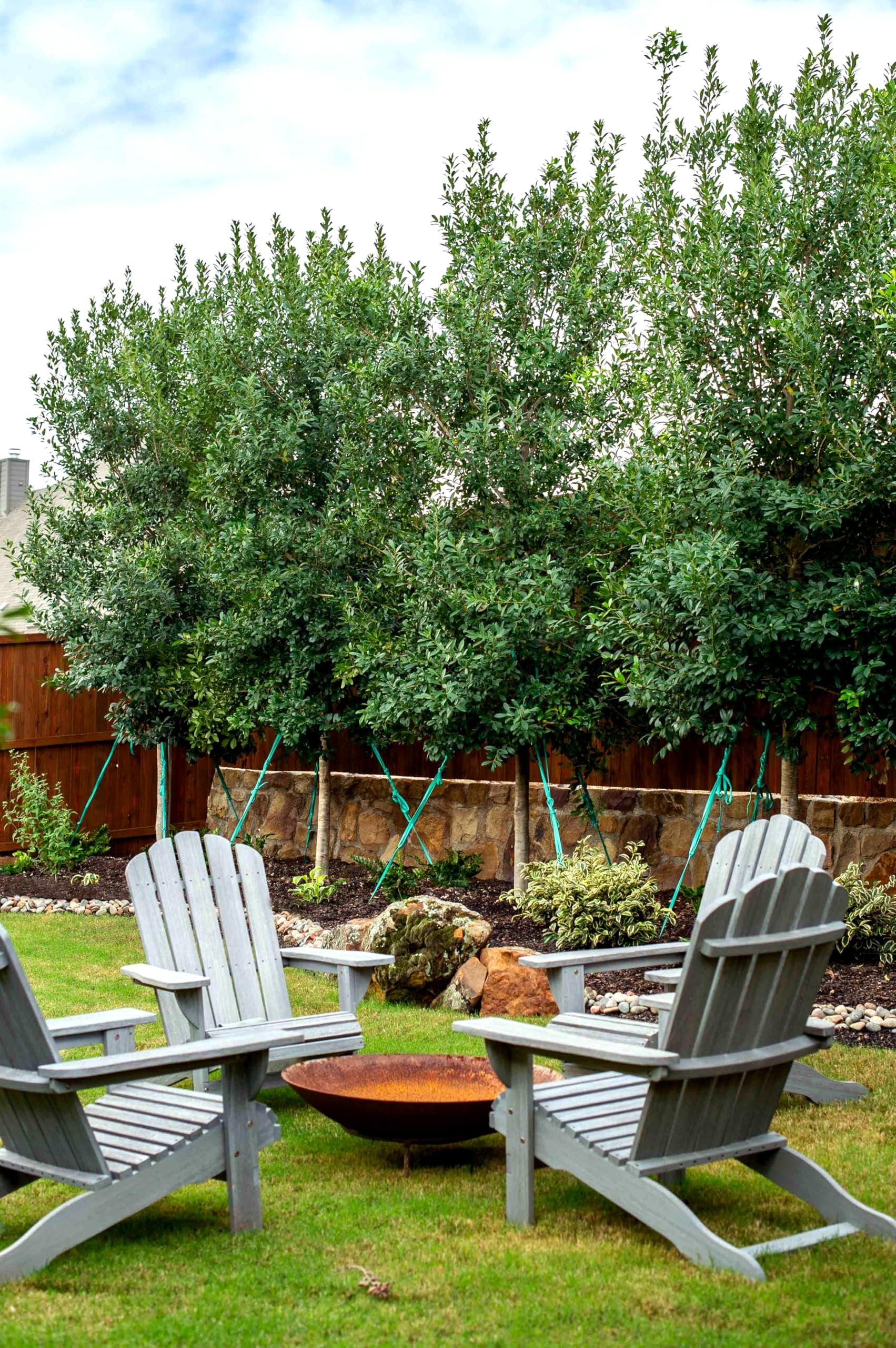 Eagleston Holly Tree  10 Live Plants  Ilex X Attenuata  Beautiful Red Berries  Privacy Screening Hedge Foliage