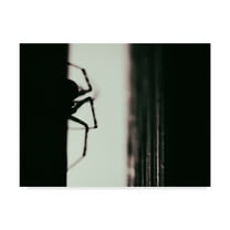 Trademark Fine Art 'Spider 3' Canvas Art by Pixie Pics