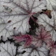 thumbnail image 5 of Southern Living Cracked Ice Heucherella 'Foamy Bells' Live Shrub in 2.5-Quart Grower Pot, 5 of 8