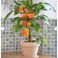 thumbnail image 2 of Pepper LunchBox Live Plant Certified Organic 3.5 inch pot, 2 of 5