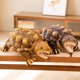 thumbnail image 1 of Animal de simulación realista que se rompe en La Tortuga, muñeco de peluche, almohada, decoración de la habitación, lindo bebé, niño, regalo de cumpleaños, compañero662, 1 of 5