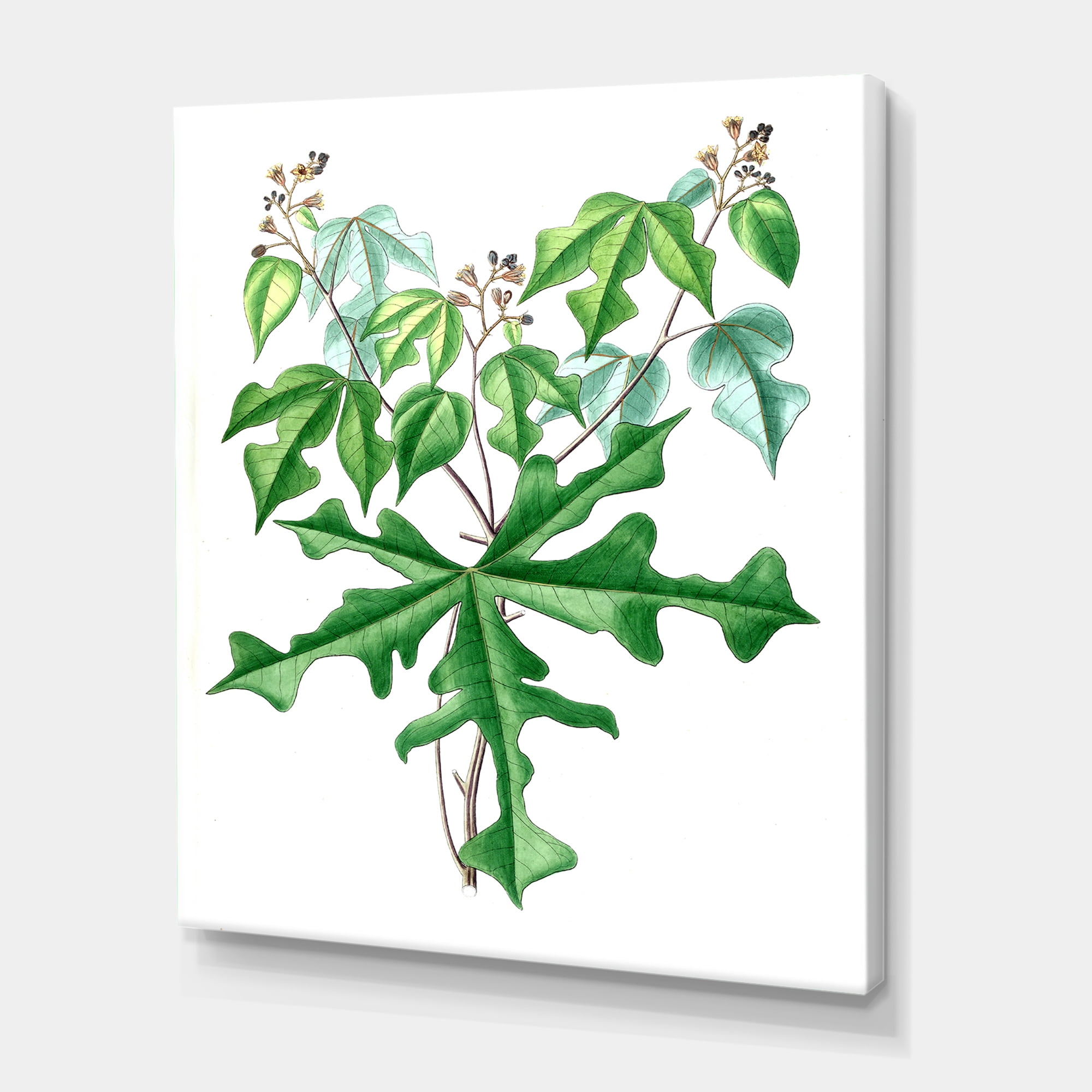Designart ' Ancient Drawing of Wild Plants ' Traditional Canvas Wall Art Print