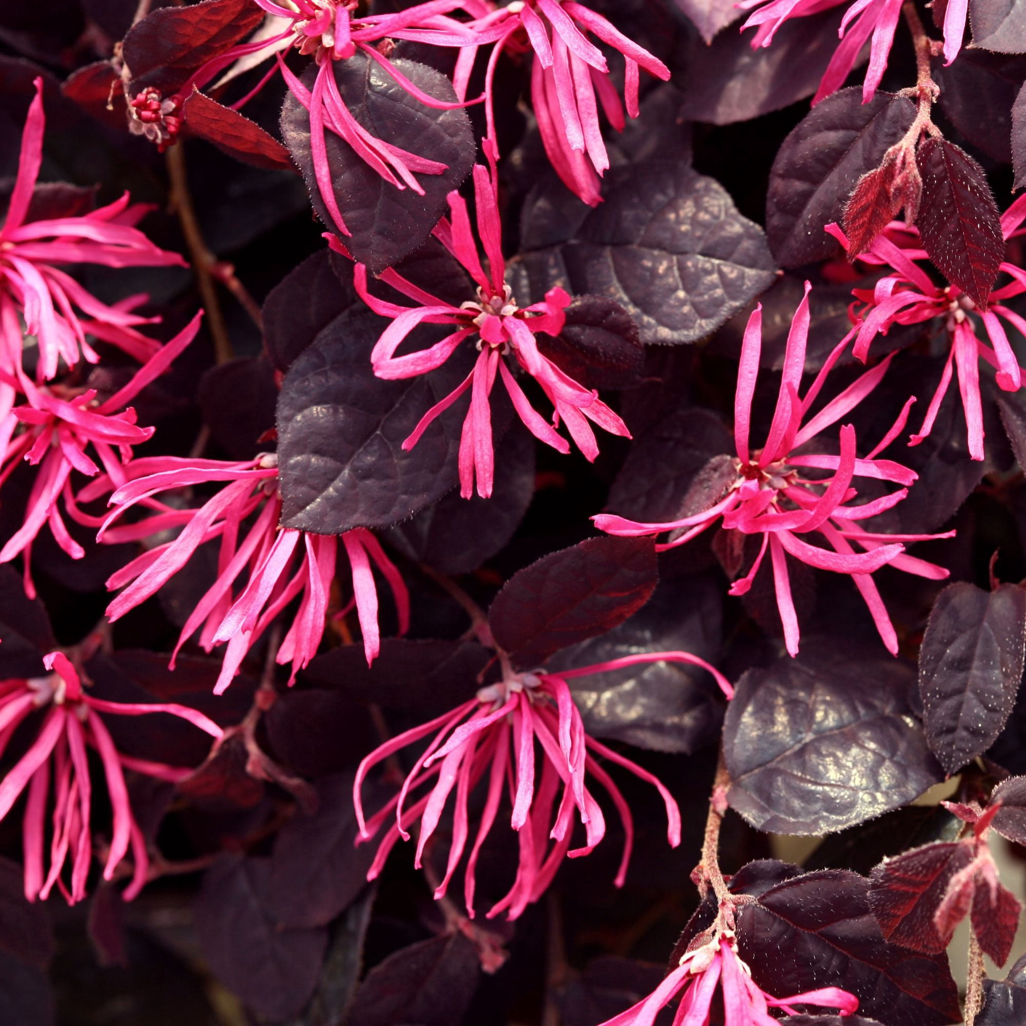 Proven Winners ColorChoice Jazz Hands Pink Loropetalum Live Shrub (2 Gallon)
