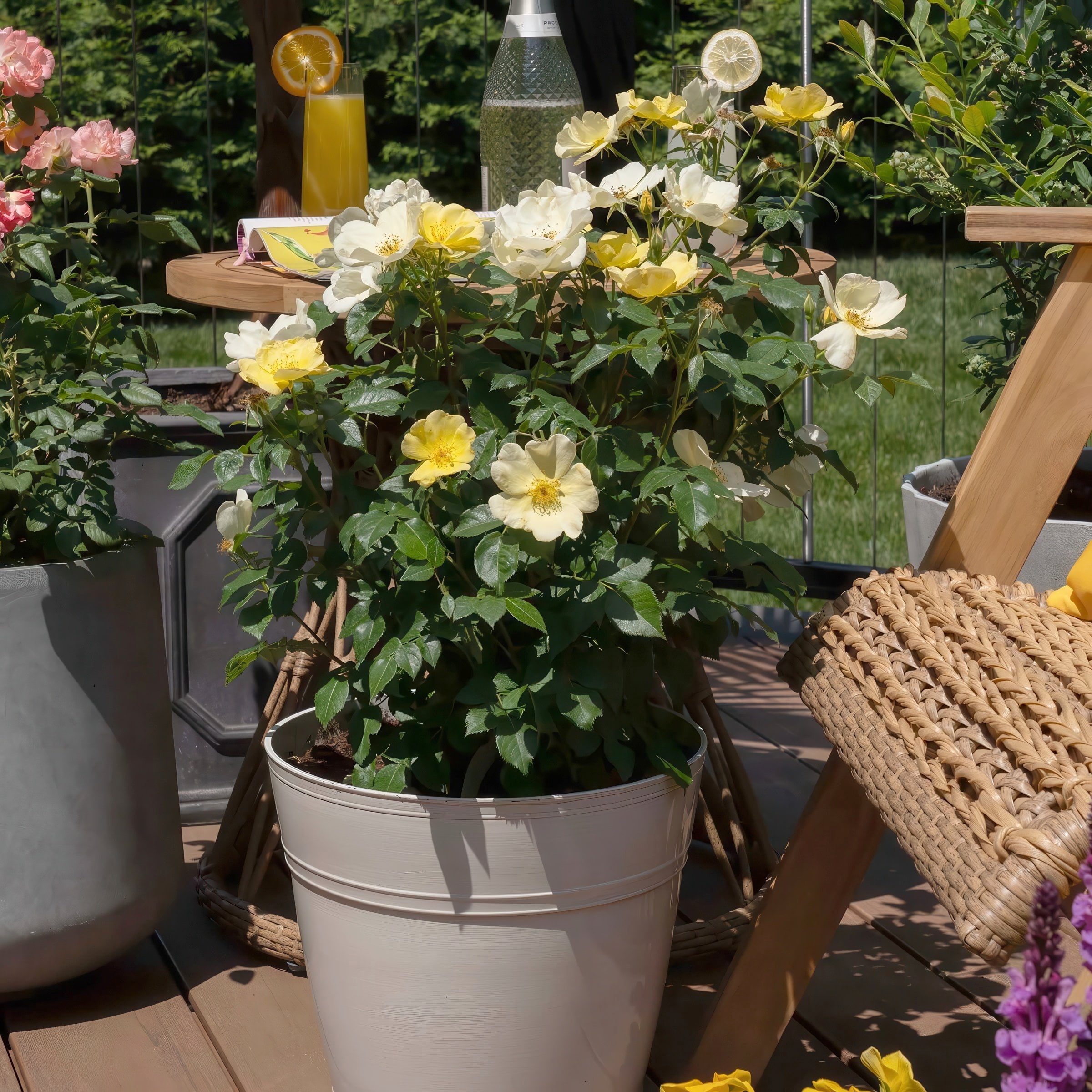 National Plant Network 3 gal. Knock Out Rose Easy Bee-zy