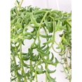 thumbnail image 5 of String of Dolphins - Live Air-Purifying Indoor Plant in Nursery Pot – Easy Care, Low Maintenance Houseplant for Home & Office Decor, Natural Air Cleaner, Best for Beginners (6"Pot, NurseryPot), 5 of 14