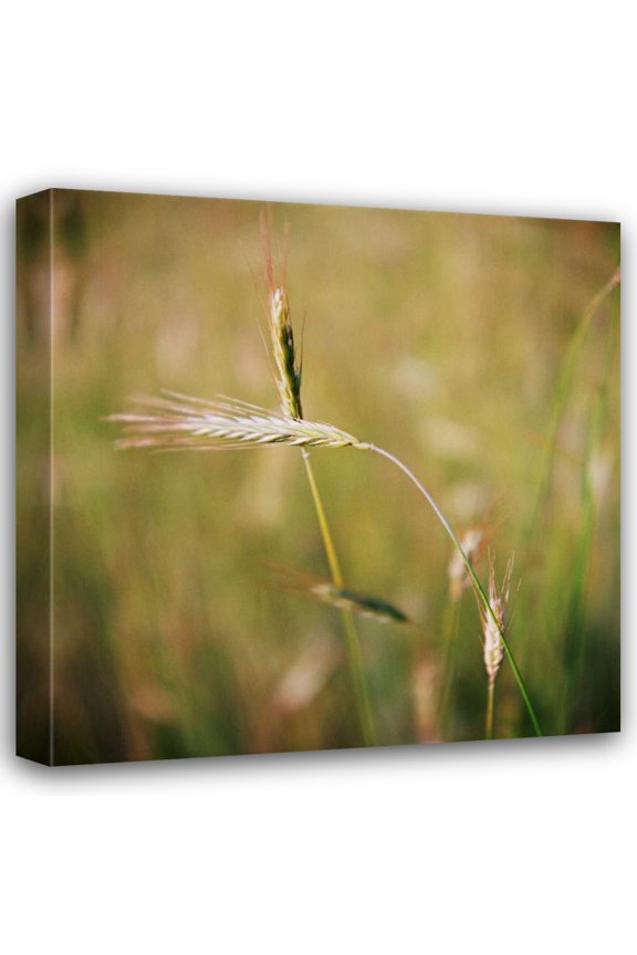 Bob Stefko 15x15 Gallery Wrapped Canvas Wall Art Titled - Simple Organics IV
