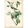 thumbnail image 2 of Audubon, John James 23x32 Black Ornate Wood Framed with Double Matting Museum Art Print Titled - UA CH Warbling Vireo, 2 of 4