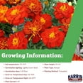thumbnail image 2 of Harris Seeds - Marigold Safari Red Seeds - Extra-Large Blooms - 500 Seeds, 2 of 7