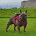 thumbnail image 6 of Voyager Step-In Air Mesh Dog Harness by Best Pet Supplies, 6 of 9